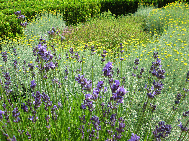 Lavenders.