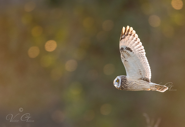 Hibou des marais