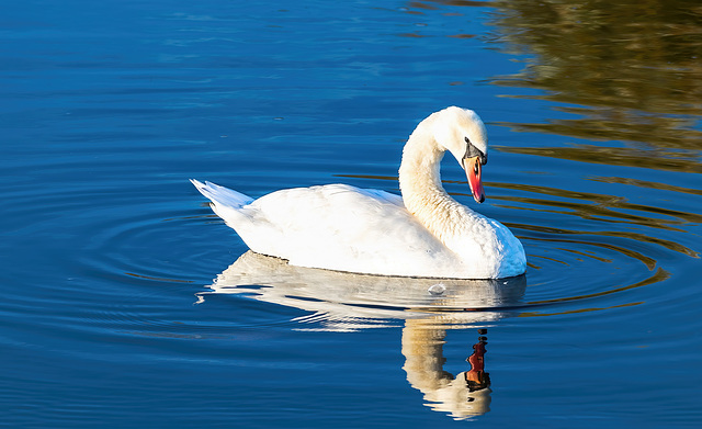 Schwanenkönig