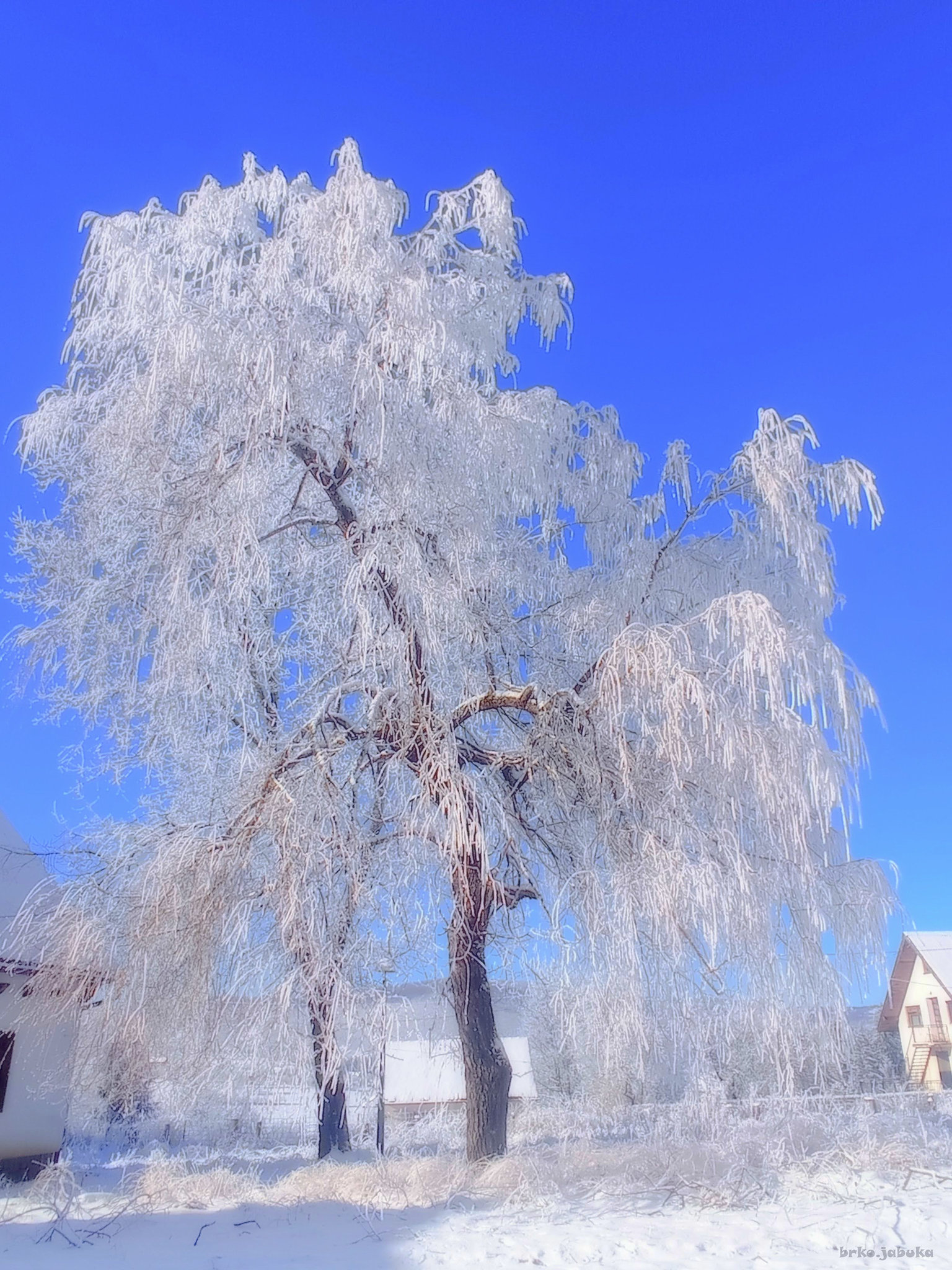 View trough the hoarfrost at clear sky