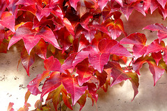 J'aime l'automne, et vous ?