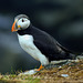 Puffins in Newfoundland
