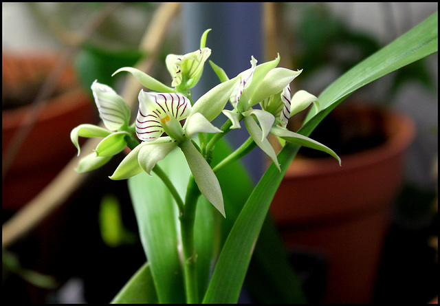 Prosthechea-Encyclia fragrans