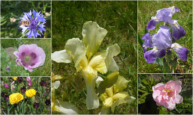 Blüten im Sommer - someraj floroj