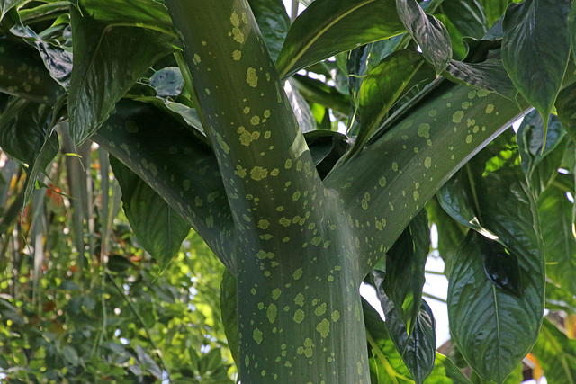 Titan Arum