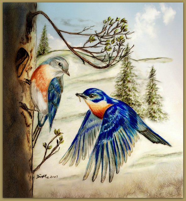 23-Bluebirds Pair. I drew these birds with Prismacolor pencils on Mylar.