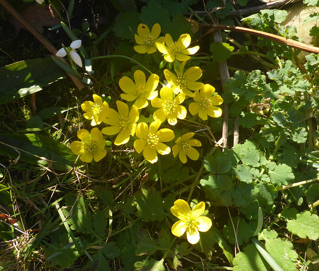 Winterlinge - der Frühling meldet sich