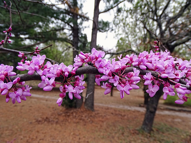 Redbuds in full bloom