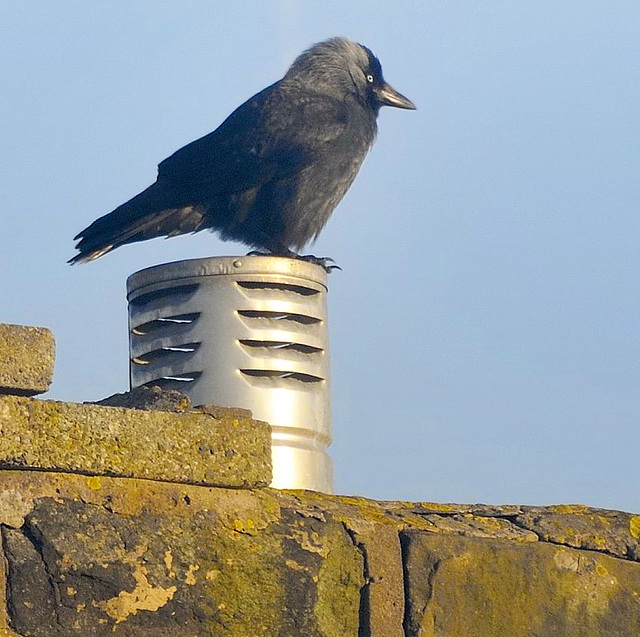 Jackdaw (Corvus monedula).