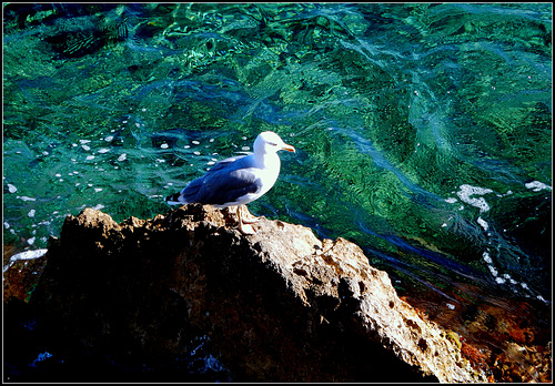 Magányos sirály  Lonely seagull