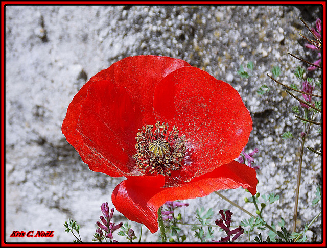 Un gentil coquelicot pour des rêves tout beaux . . .