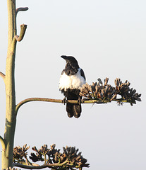 Pied Crow - Gondar
