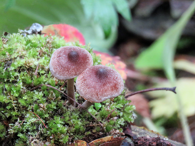 Small mushrooms