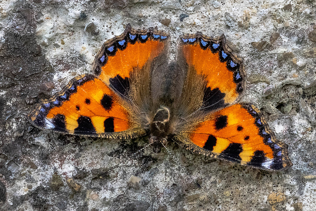 Der kleine Fuchs (Aglais urticae)