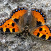 Der kleine Fuchs (Aglais urticae)