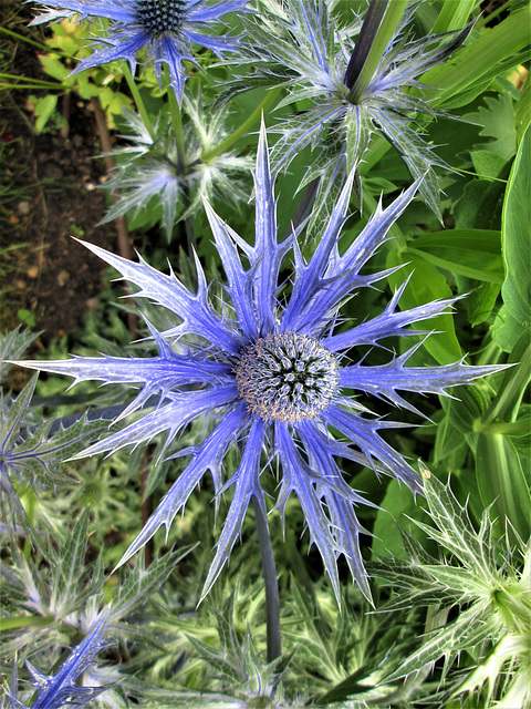 Sea Holly?