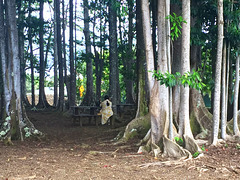 Contemplation in the Rudraksha Forest