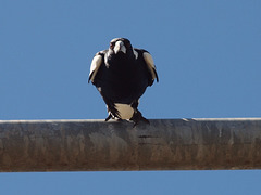 Magpie Alert crop P9127263 Magpie Alert crop P9127263