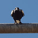 Magpie Alert crop P9127263