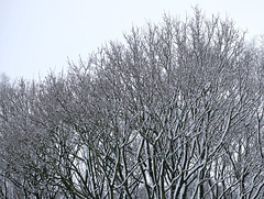 Shire Hill Wood trees