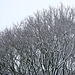 Shire Hill Wood trees