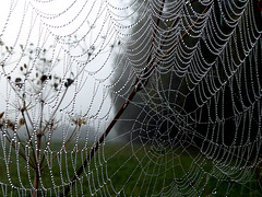 Spinnennetz oder Perlenkette?