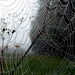 Spinnennetz oder Perlenkette?