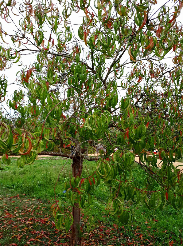 l'automne colore les feuilles !