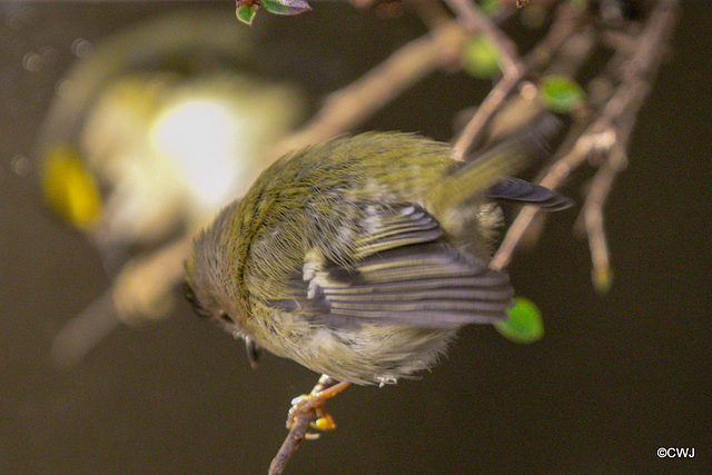The Goldcrest family are back in residence