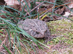 American toad