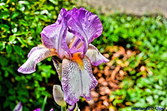 Verschiedenfarbige Schwertlilie (Iris versicolor)