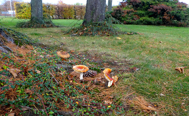 Amanita Muscaria