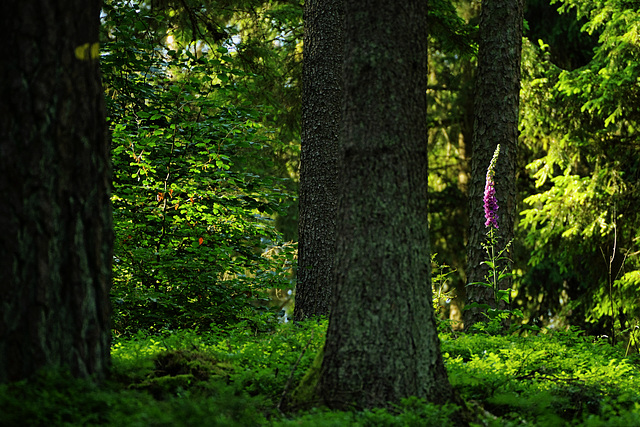 Digitalis purpurea