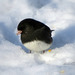 Male Junco