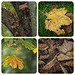 Autumn Impressions