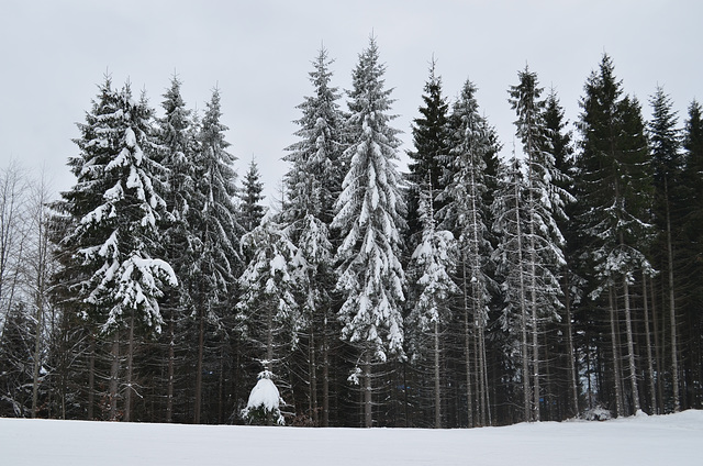 Буковель, Зимний лес