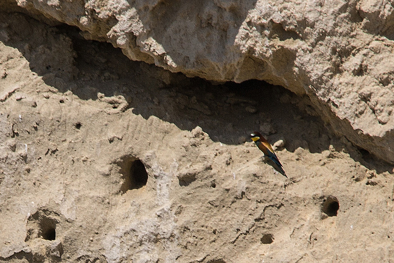 20170516 2895VRTw [A] Bienenfresser (Merops apiaster), Neusiedler See, [Oslib-Rust]