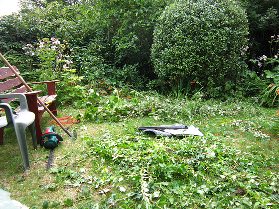 The debris after Richard had attacked the hedges