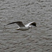 Gull in flight2