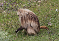 Gelada, in the Simien Mountains