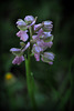 Anacamptis morio