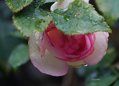 Rose de mon jardin