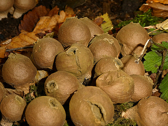 Stuifzwam Lycoperdon Umbrinum