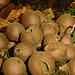 Stuifzwam Lycoperdon Umbrinum