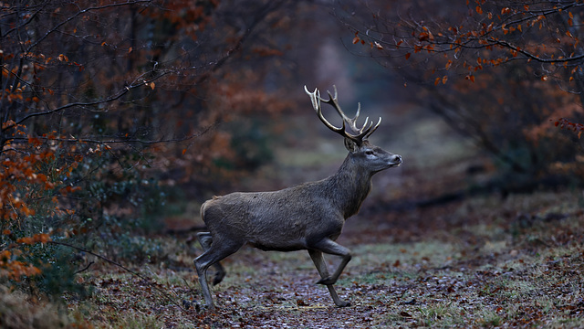 Dans le massif de Fontainebleau, très tôt le matin...