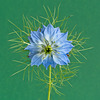 Love-in-a-Mist (Nigella damascena)