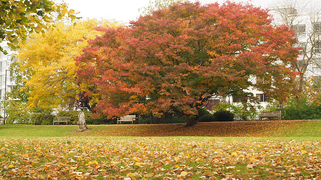 Autumn in the Park