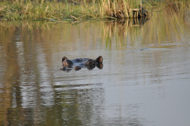Gvatanta hipopotamo. Okavango - Delto
