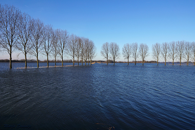 Flood 7 januari 11:00. Water still rising