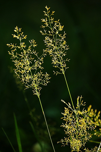 Agrostis canina